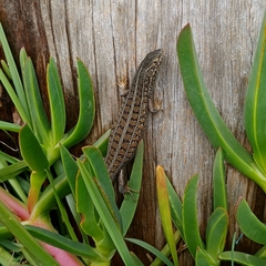 Trachylepis capensis