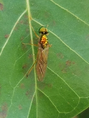 Sarginae