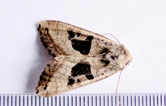 Phlogophora periculosa