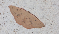 Cyclophora puppillaria