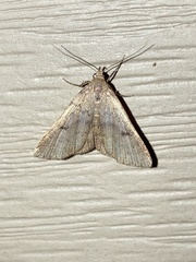 Bleptina caradrinalis