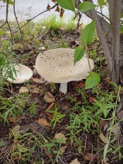 Amanita polypyramis