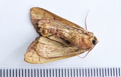 Phlogophora periculosa