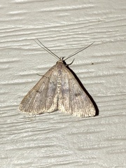 Bleptina caradrinalis