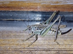 Platycleis albopunctata