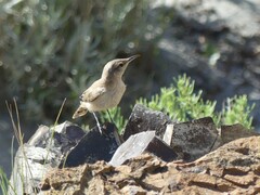 Salpinctes obsoletus