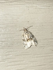 Protodeltote muscosula