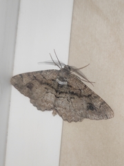 Alcis deversata