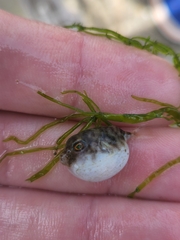 Sphoeroides maculatus