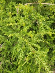 Podocarpus nivalis