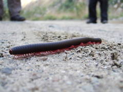 Myriapoda