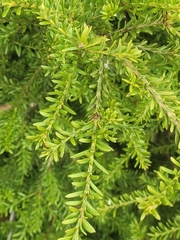 Podocarpus nivalis