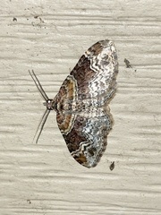 Xanthorhoe ferrugata