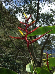 Heliconia