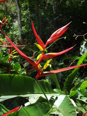 Heliconia