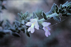 Prostanthera densa