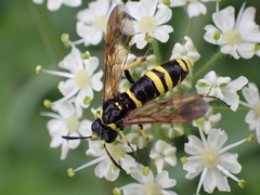 Tenthredo marginella