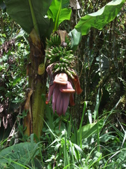 Musa