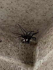Dolomedes tenebrosus