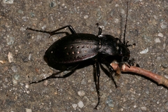 Carabus hortensis