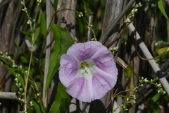 Calystegia sepium