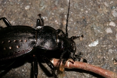 Carabus hortensis