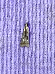 Microcrambus