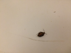 Insecta
