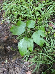 Morus rubra