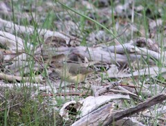 Acanthiza reguloides