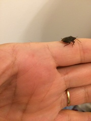 Insecta