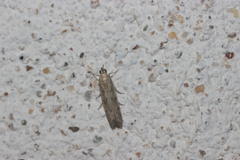 Homoeosoma nebulella
