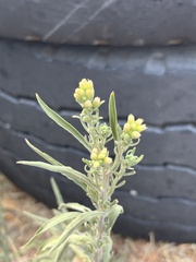 Erigeron canadensis
