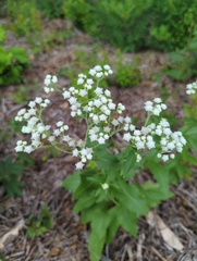 Parthenium