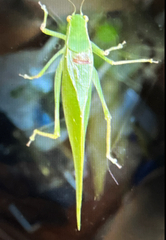 Microcentrum retinerve