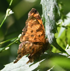 Polygonia comma