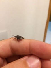 Insecta