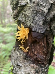 Calocera cornea