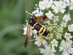 Tenthredo marginella