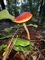 Aureoboletus betula