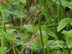 Lestes barbarus