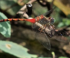 Sympetrum ambiguum