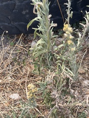 Erigeron canadensis