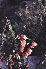 Epacris longiflora