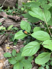 Calopteron terminale