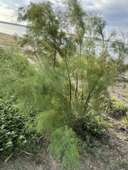 Tamarix ramosissima