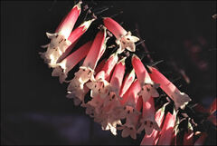 Epacris longiflora