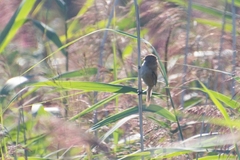 Panurus biarmicus