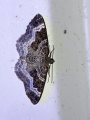 Epirrhoe alternata