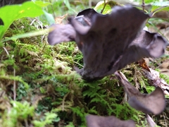 Craterellus